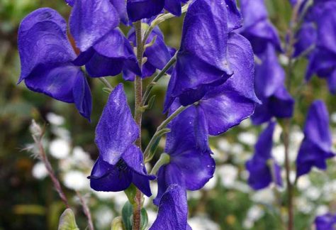 Aure-Monkshood-Growing-in-the-Fall-Garden