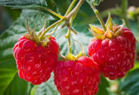 Red-Raspberry-Co2-736