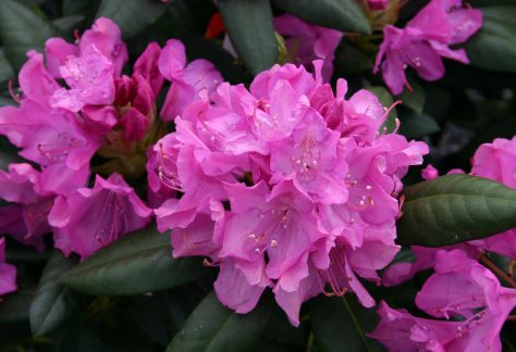 Rhododendron_roseum_elegans_8501