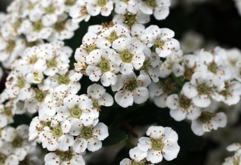 Yarrow-Banner_1