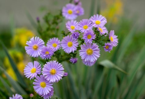 Symphyotrichum novae-angliae Michaelmas daisy in bloom, autumn ornamental herbaceous perennial plants, yellow center, group of flowers