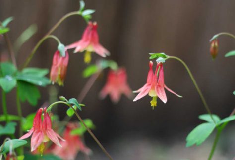 eastern-red-columbine-flowers-735x431